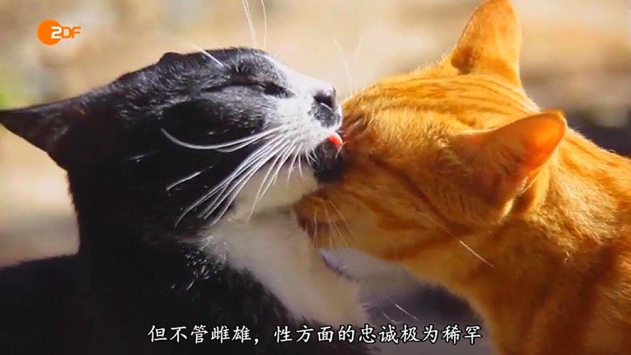 [12.06][德国][纪录][情欲与谎言：德国人与性][MP4/895MB][德语中字][已测]