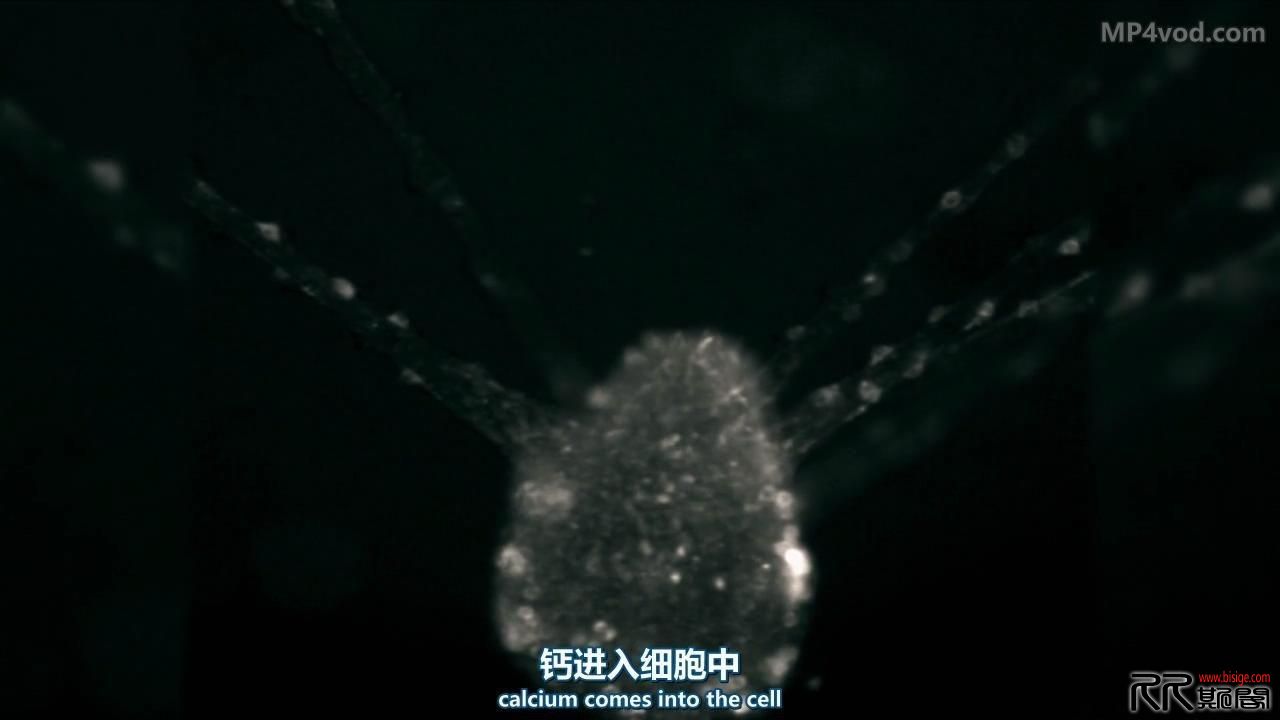 [04.15][英国][纪录][BBC地平线：永生主义者][BD720P-MP4/1.32G][中英字幕][16年3月英国纪录片][已测]