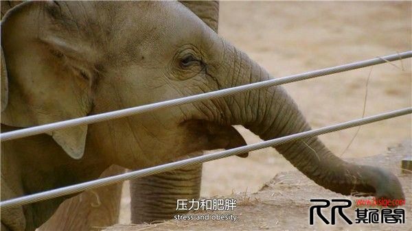 [05.20][英国][纪录][地平线：我们该关了动物园吗][HD1080P-MP4/1.51G][英语中英字幕][16年4月英国纪录片][ ...
